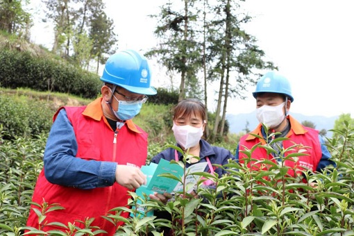 电增效 茶宜乡